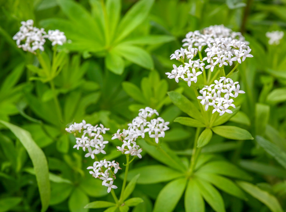 Blühender Waldmeister